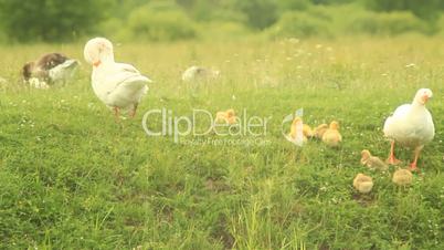 young goslings with paterns on the grass