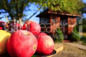 red apples on the arbor background
