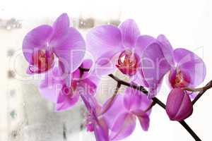 the blossoming pink orchid
