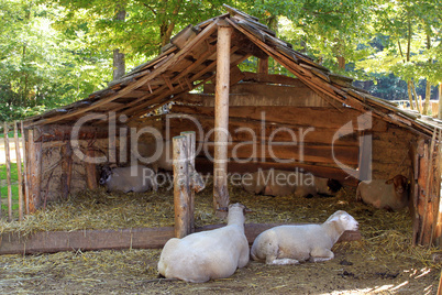 sheep in a sheepfold