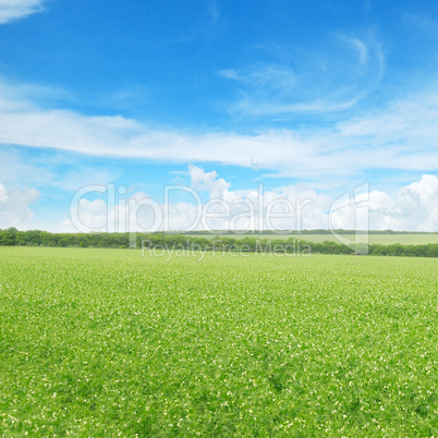green pea field and blue sky
