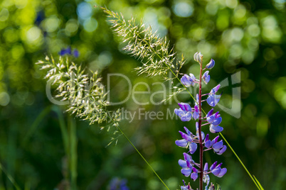 Lupine und Grashalme