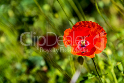 Reifer Mohn Reifer Mohn