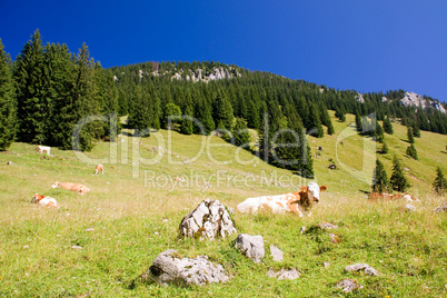 Kühe auf einer Weide in Oberbayern