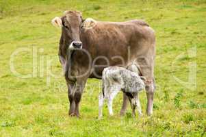 kleines Kalb trinkt Milch bei der Mutter Kuh