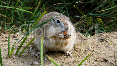 Chipmunk