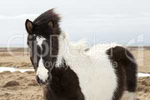 Portrait of a young black white Icelandic pony