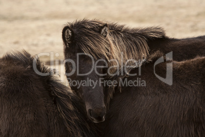 Black Icelandic horse on a meadow