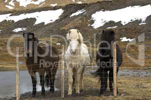 Three colours of Icelandic horses