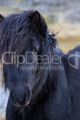 Portrait of a black Icelandic horse