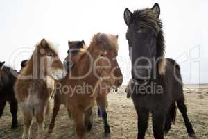 Curious Icelandic horses