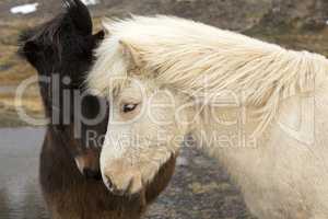 Two Icelandic horses