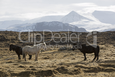 Herd of Icelandic horses on a meadow