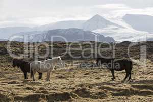 Herd of Icelandic horses on a meadow