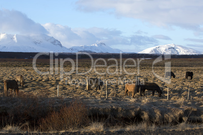 Herd of Icelandic horses on a meadow in evening light