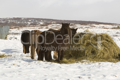Hay feeding for Icelandic horses in winter