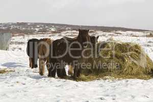 Hay feeding for Icelandic horses in winter