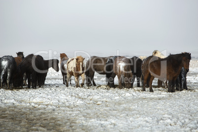 Herd of Icelandic horses after snow storm