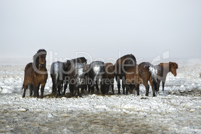 Herd of Icelandic horses after snow storm