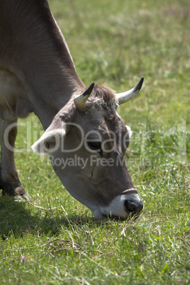 Ox in a a erd of cows on a meadow