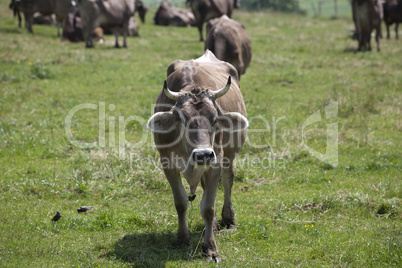 Ox in a a erd of cows on a meadow