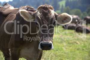 Portrait of a high yielding cow