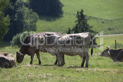 Herd of cows on a meadow