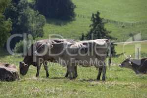 Herd of cows on a meadow