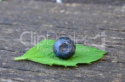 Blueberry on lemon balm leaf