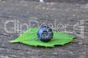 Blueberry on lemon balm leaf