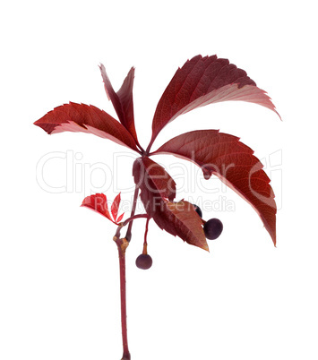 Autumn grapes leaves with berry