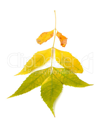 Autumn ash-tree leaves