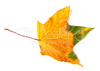 Autumn multicolor maple-leaf