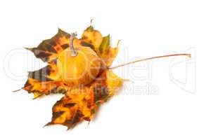 Small decorative pumpkin on multicolor autumn maple-leaf