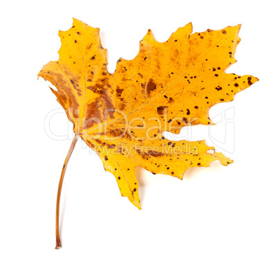 Speckled autumn leaf on white background