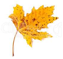 Speckled autumn leaf on white background