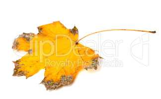 Yellow dried autumn maple-leaf