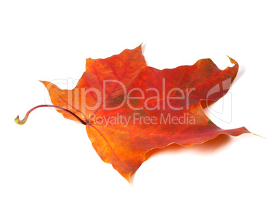 Red autumn maple leaf