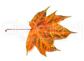 Multicolor autumnal maple-leaf on white background