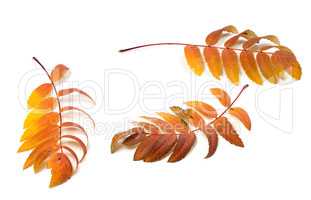 Three autumn rowan leafs on white background