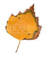Yellowed leaf of birch on white background