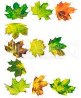Letter E composed of multicolor maple leafs