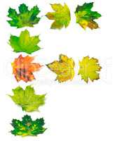 Letter F composed of yellowed maple leafs