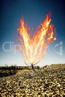 the burning thorn bush