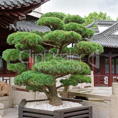 bonsai pine tree