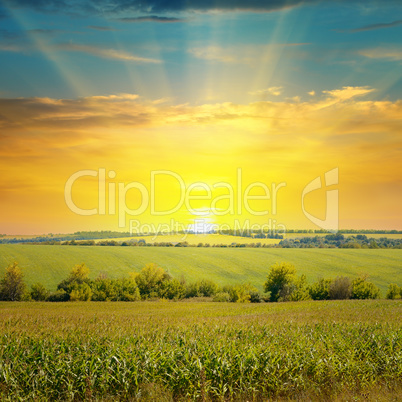 corn field and sunrise on blue sky