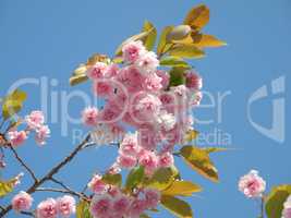 Blüten der Zierkirsche