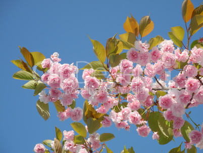 Blüten der Zierkirsche