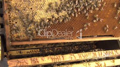 bienen im bienenstock