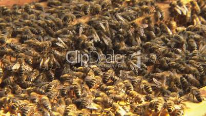 Bienenstock